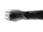 arm (1 and 2) - part of my forearm and all of the back of my hand are visible horizontally and in negative against a white background