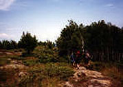 Image of scrubland with trees, blue sky