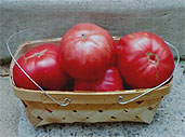 A small punnet of large tomatoes